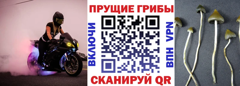 Купить  Петухово  Псилоцибиновые грибы ЛСД 